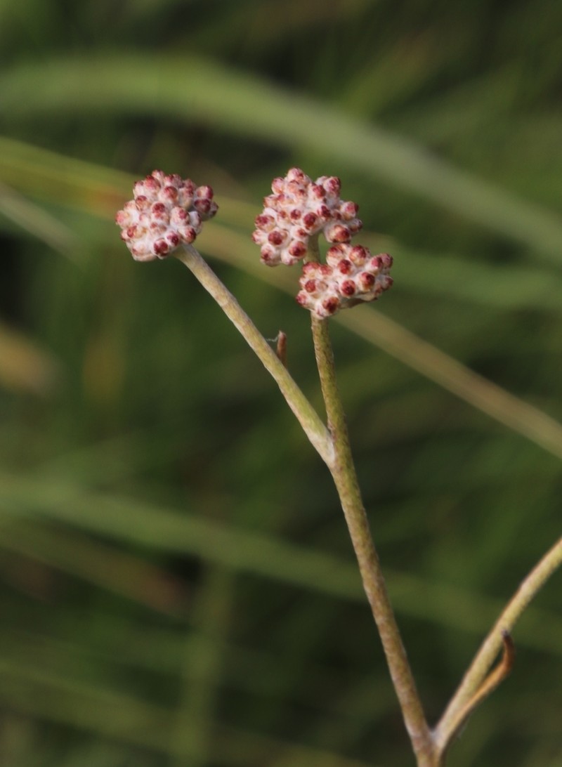 Helichrysum calocephalum