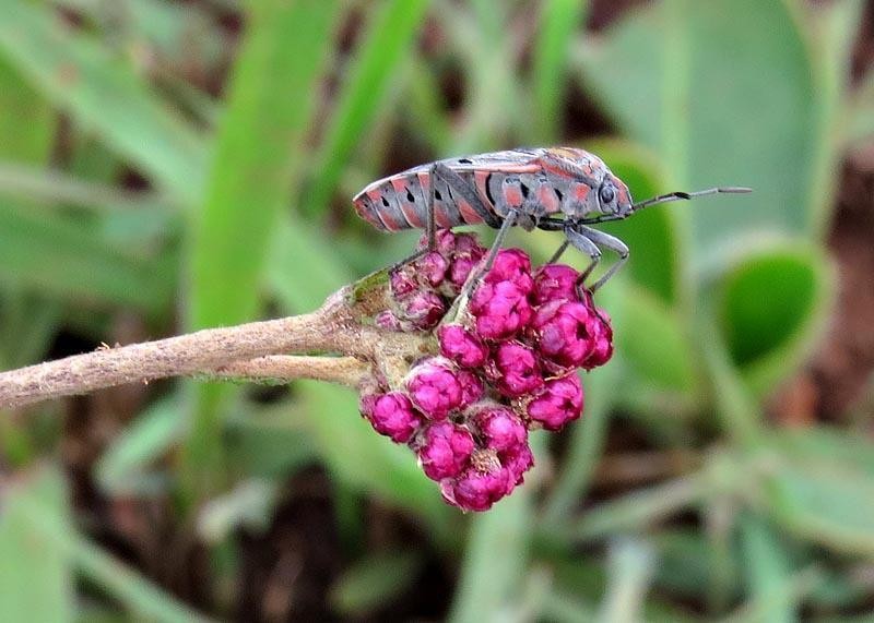 Helichrysum calocephalum photo 2