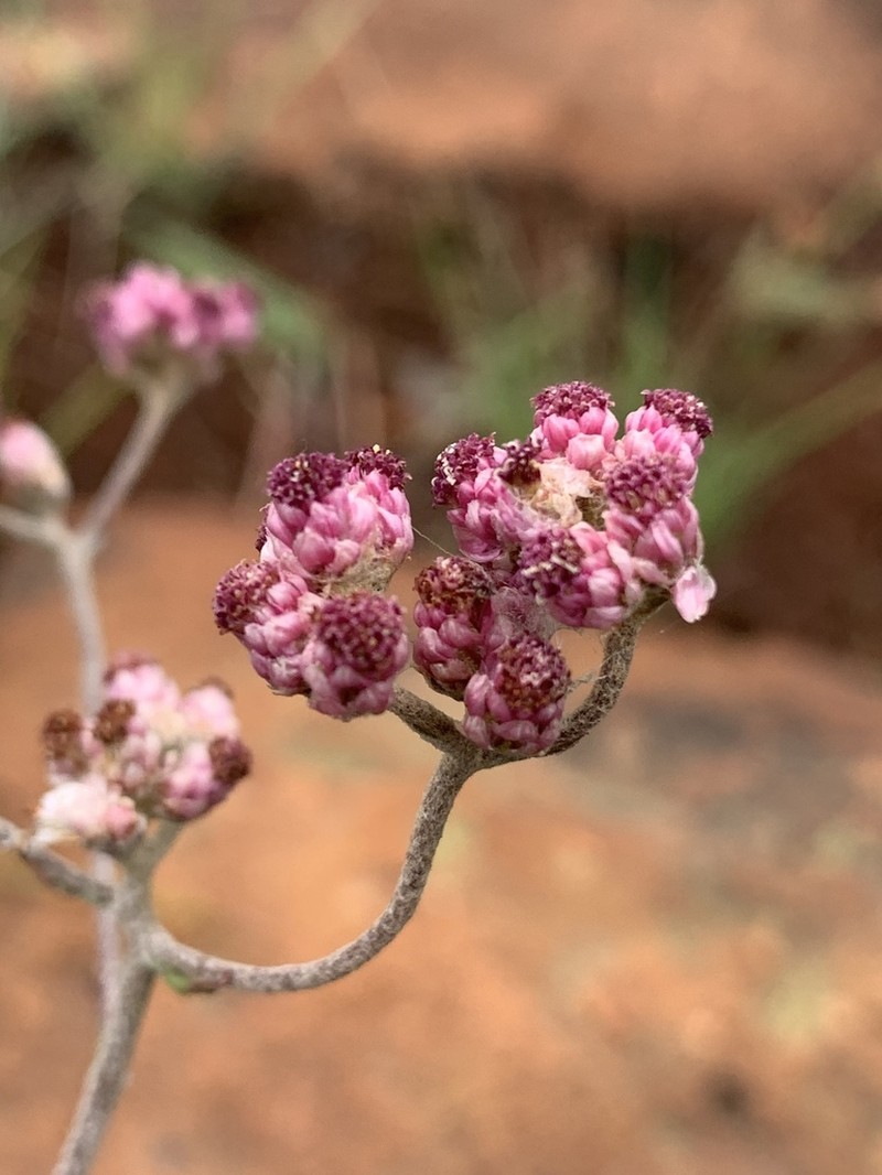 Helichrysum calocephalum photo 3
