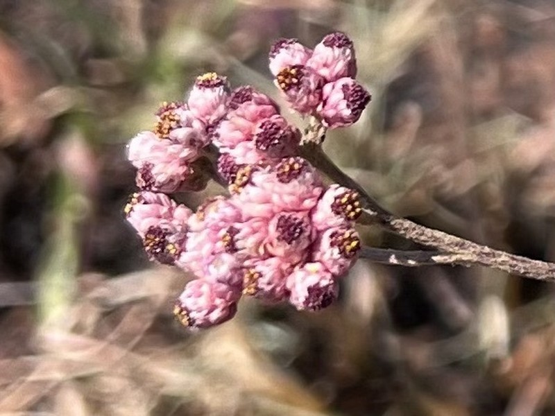 Helichrysum calocephalum photo 4