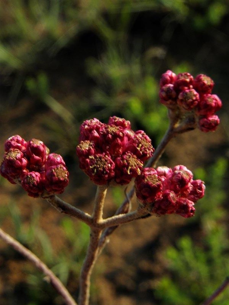Helichrysum calocephalum photo 5