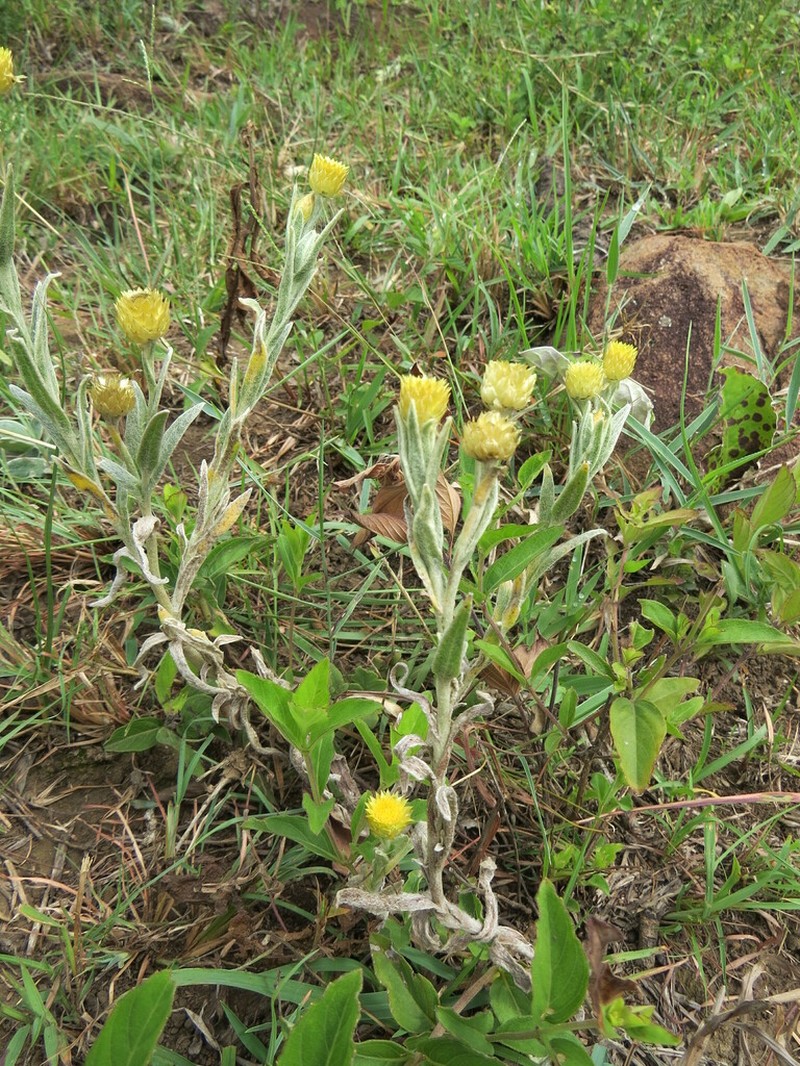 Helichrysum calocephalum photo 6