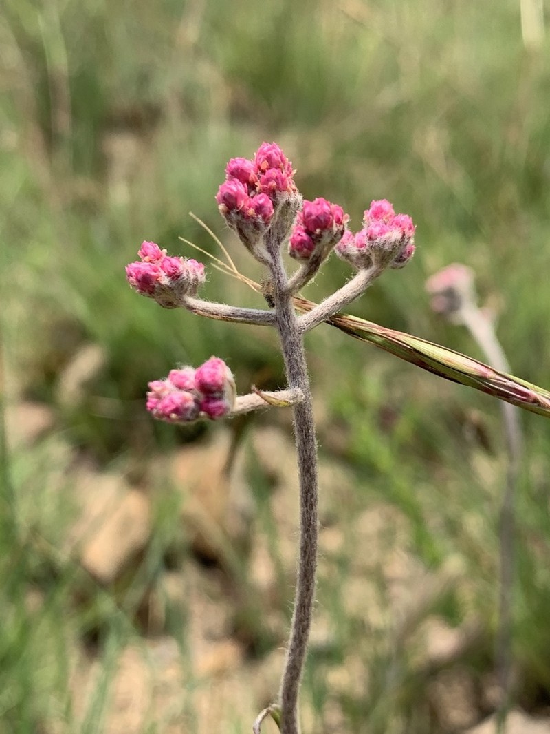 Helichrysum calocephalum photo 7