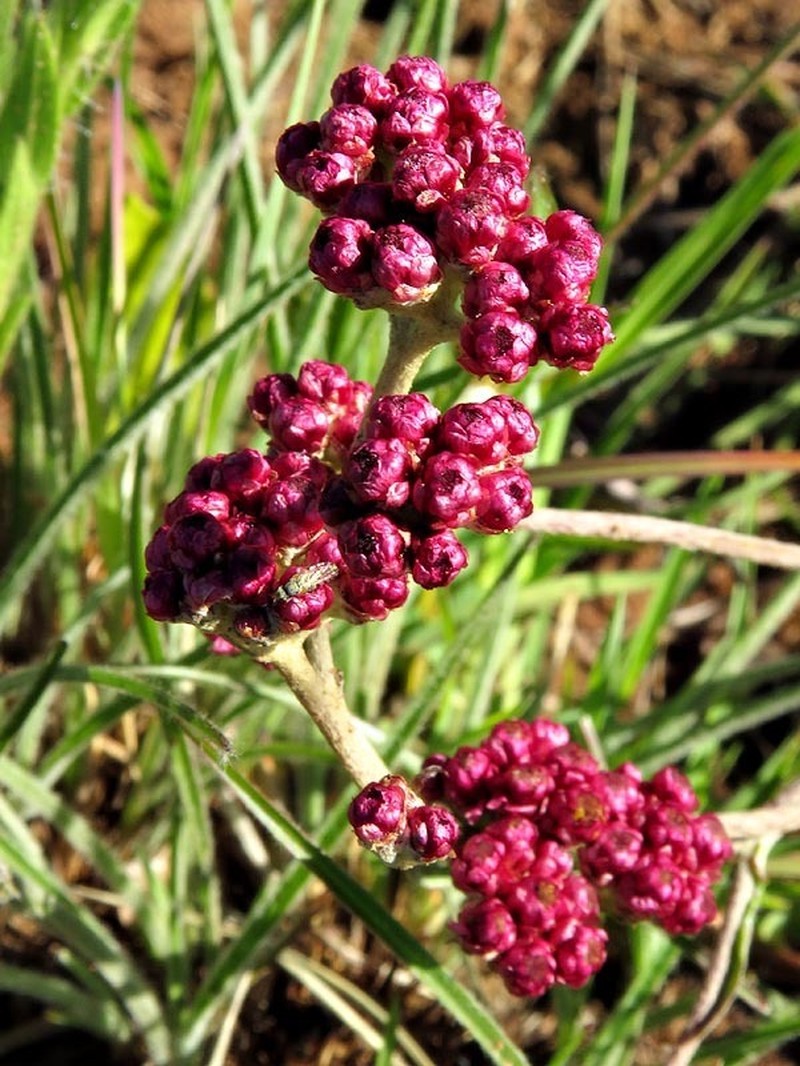 Helichrysum calocephalum photo 8