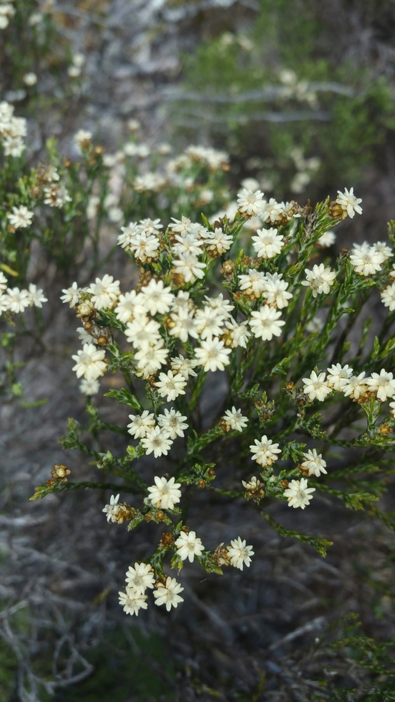 Helichrysum calocladum