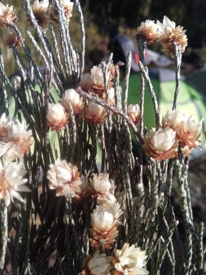 Helichrysum calocladum photo 2