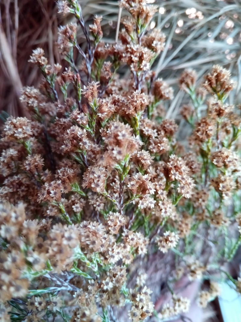 Helichrysum calocladum photo 3