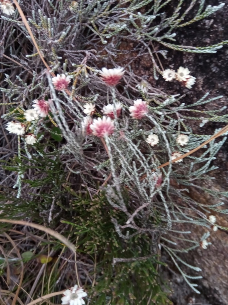 Helichrysum calocladum photo 4