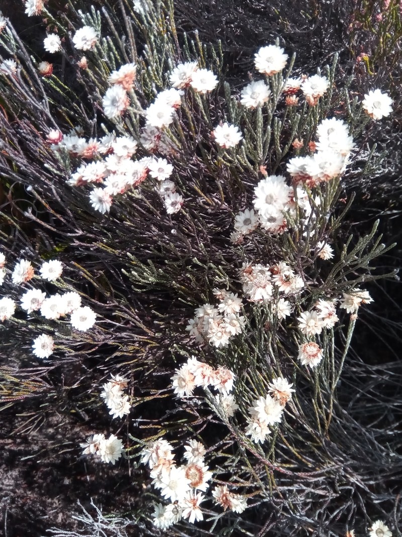 Helichrysum calocladum photo 5