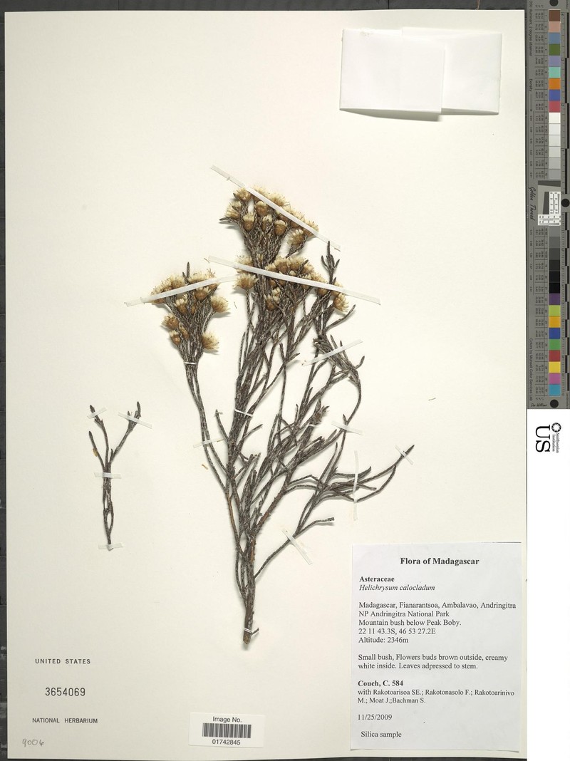 Helichrysum calocladum photo 7
