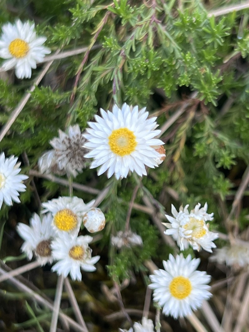 Helichrysum calvertianum