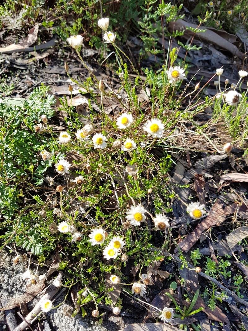 Helichrysum calvertianum photo 2