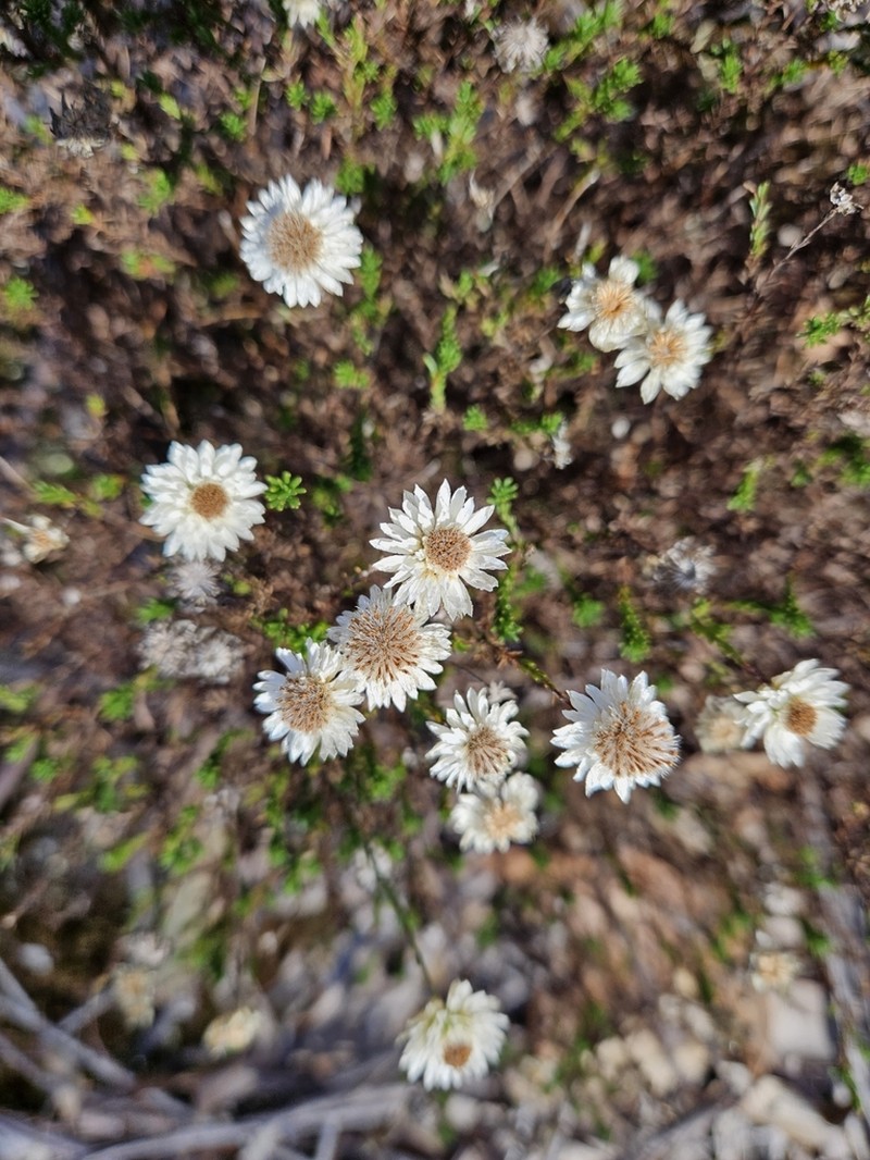 Helichrysum calvertianum photo 3