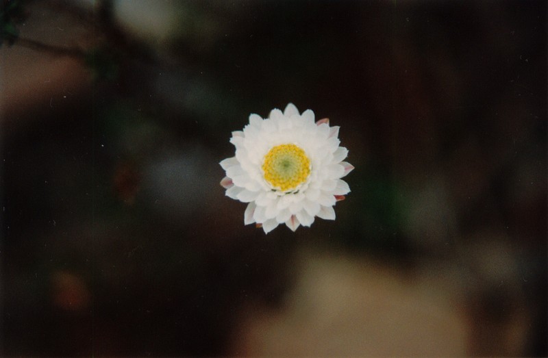 Helichrysum calvertianum photo 4