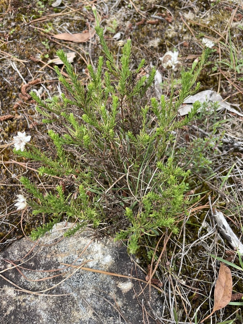 Helichrysum calvertianum photo 5