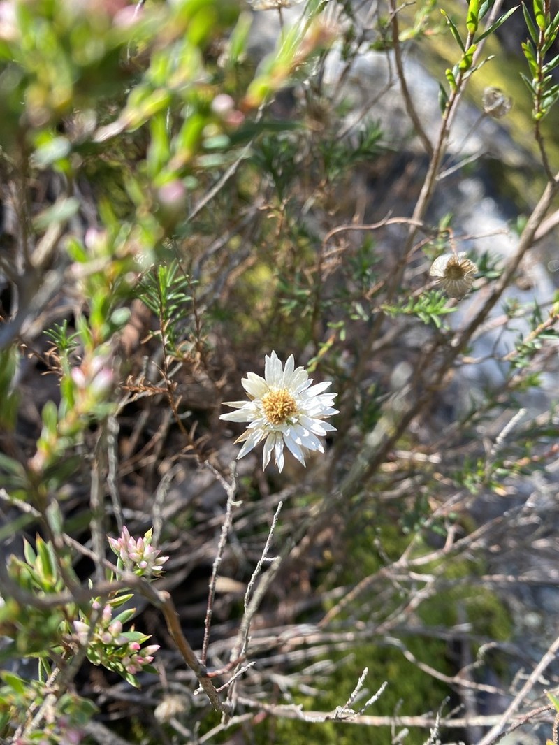 Helichrysum calvertianum photo 6
