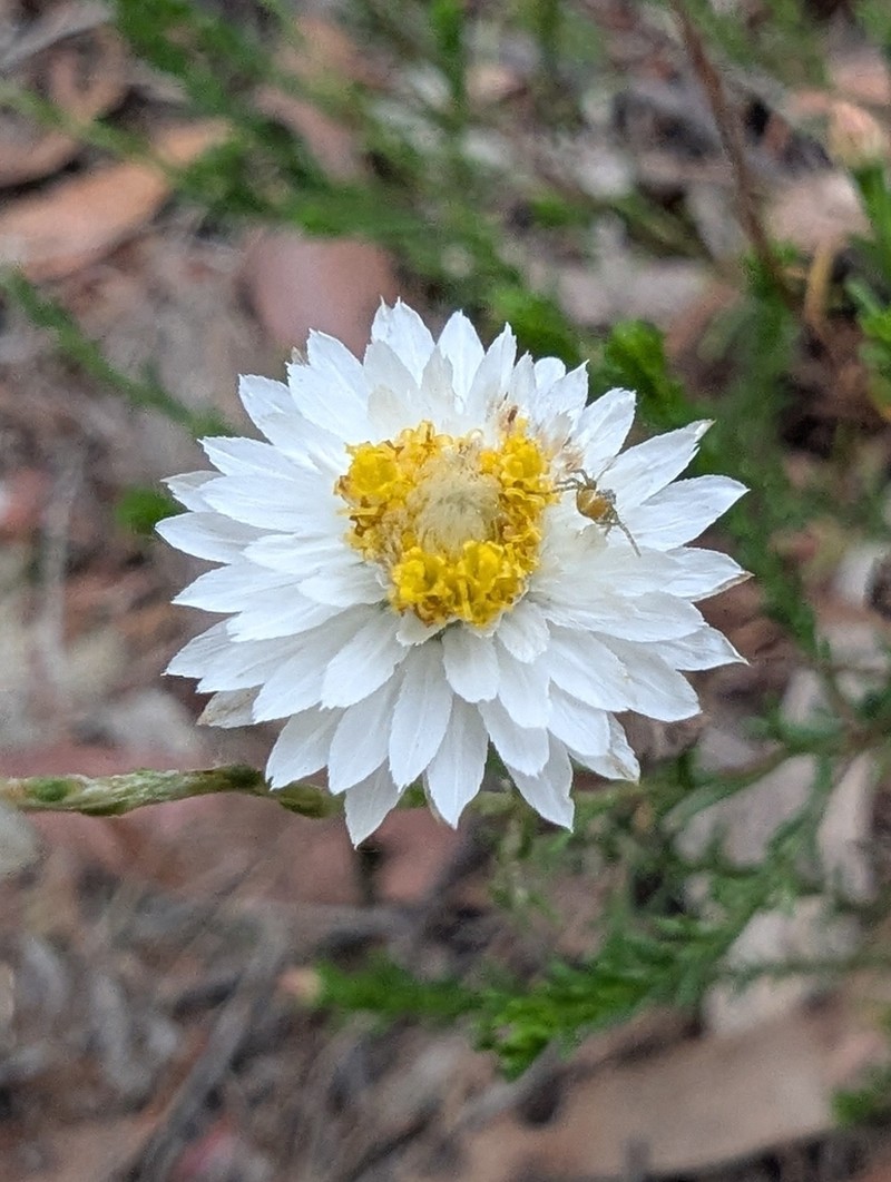 Helichrysum calvertianum photo 7