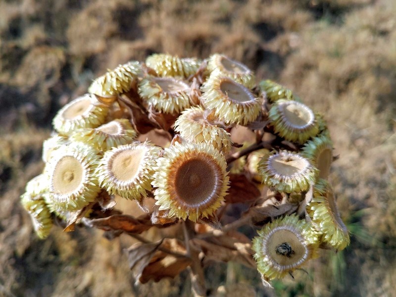 Helichrysum cameroonense photo 3