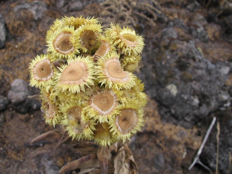 Helichrysum cameroonense photo 4
