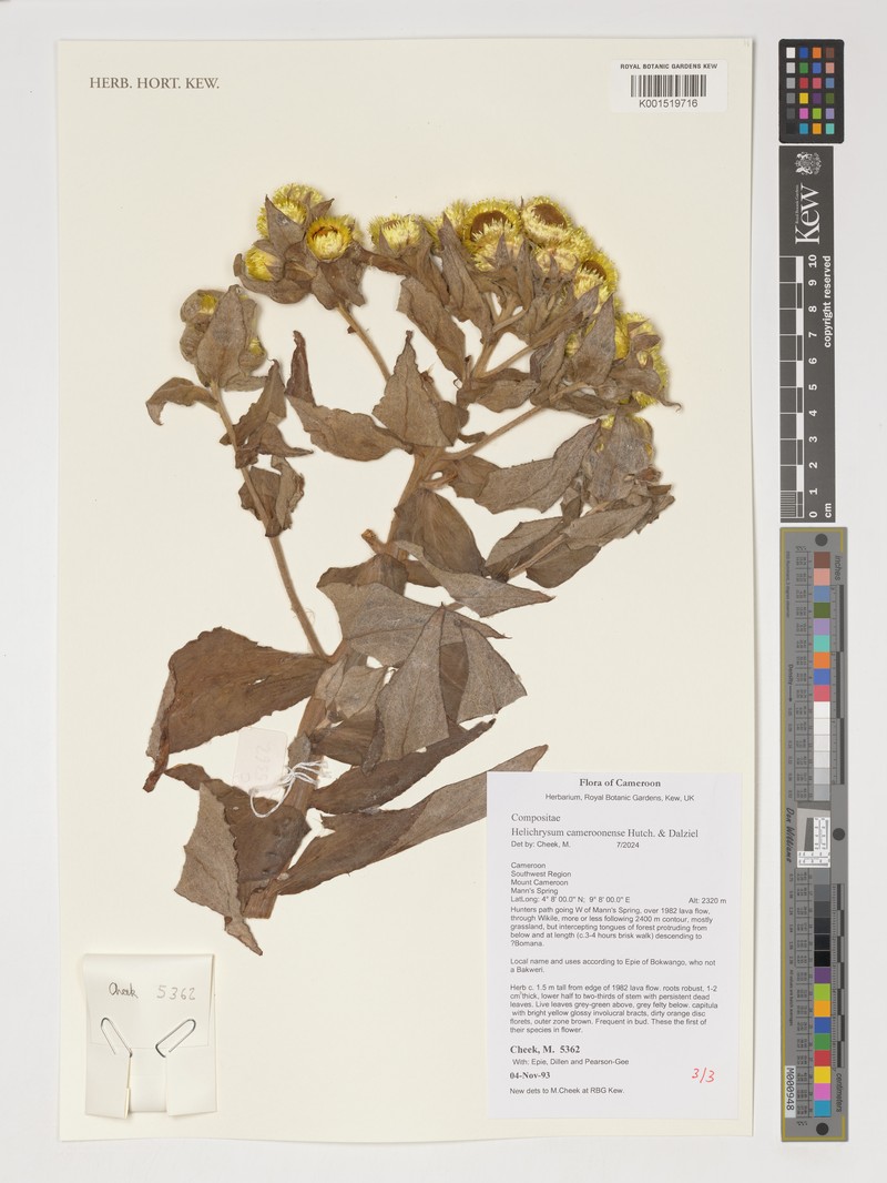 Helichrysum cameroonense photo 5