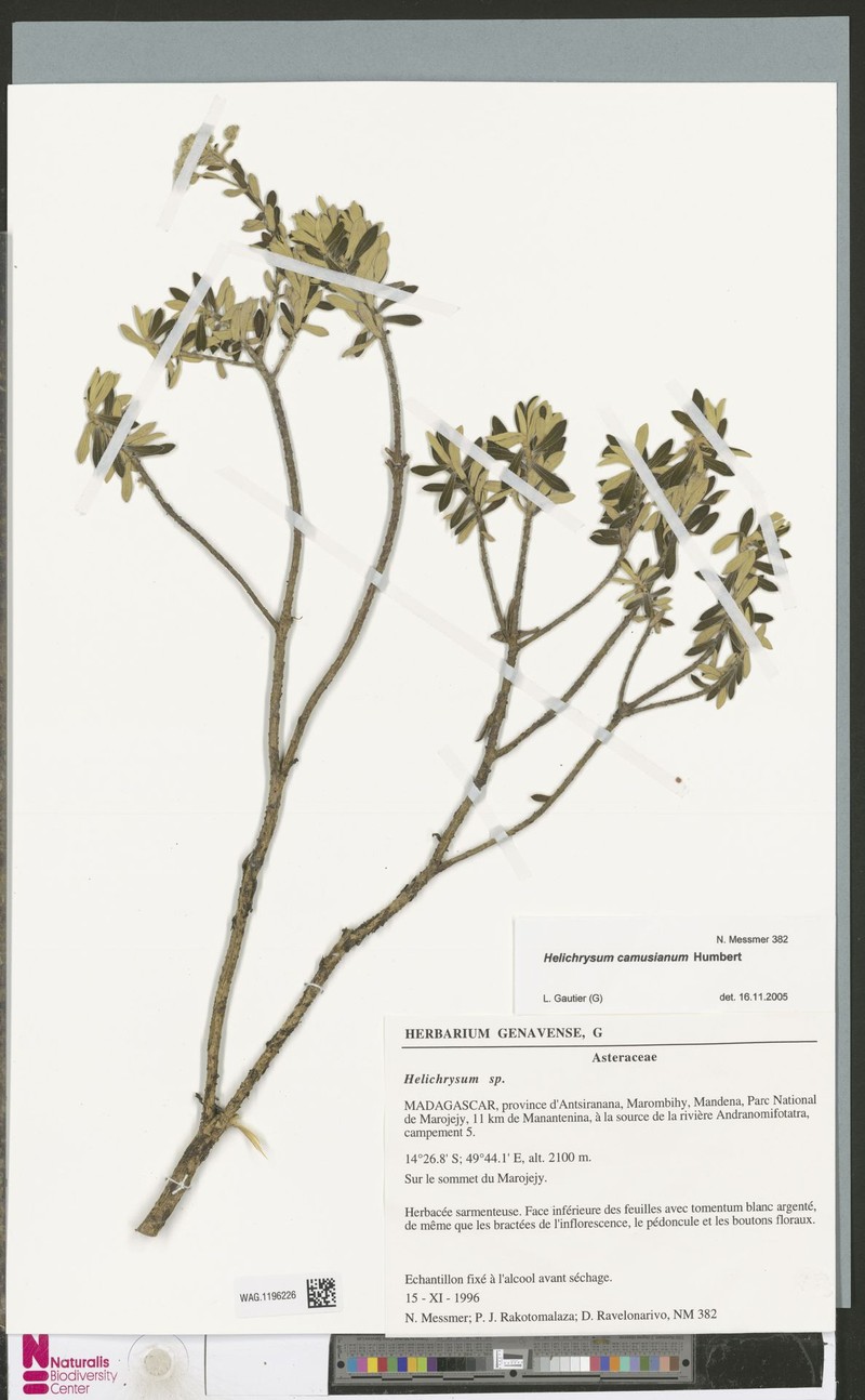 Helichrysum camusianum