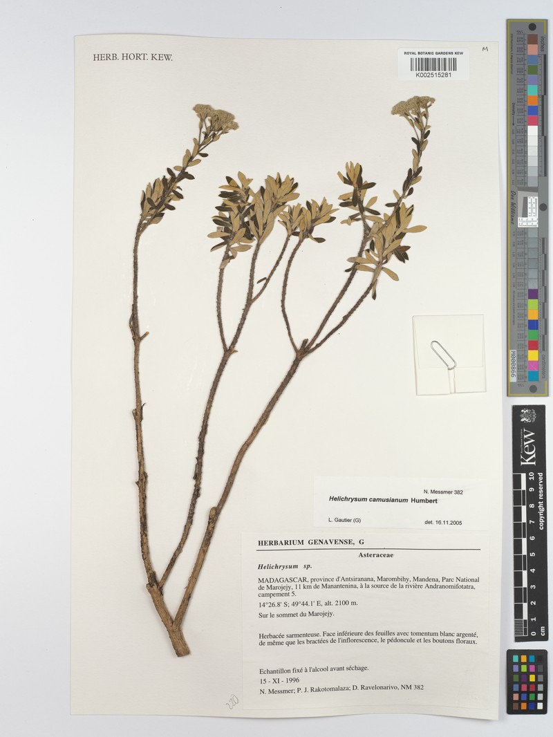 Helichrysum camusianum photo 2