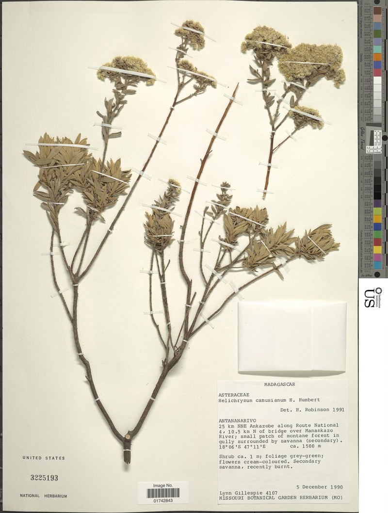 Helichrysum camusianum photo 3