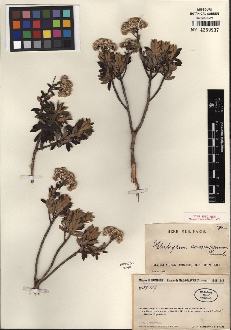 Helichrysum camusianum photo 4