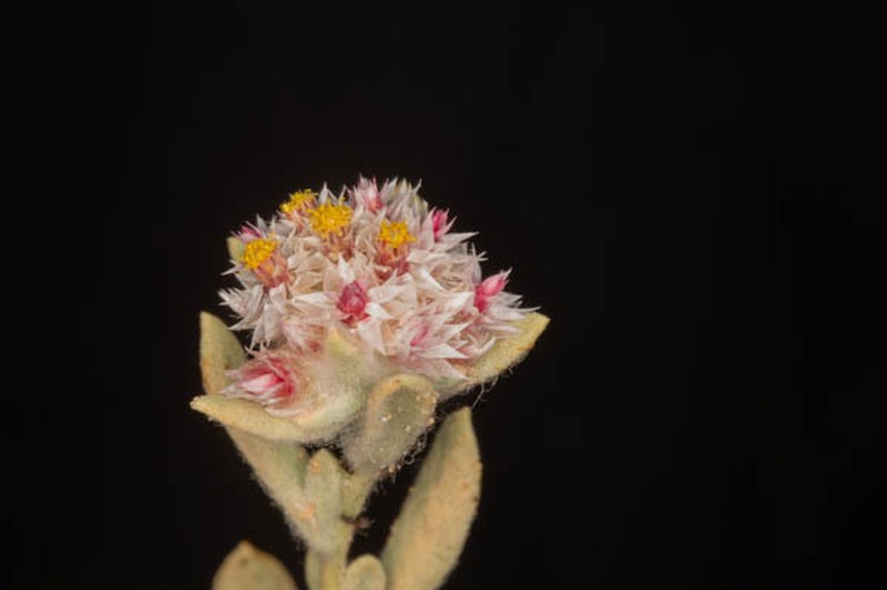 Helichrysum candolleanum