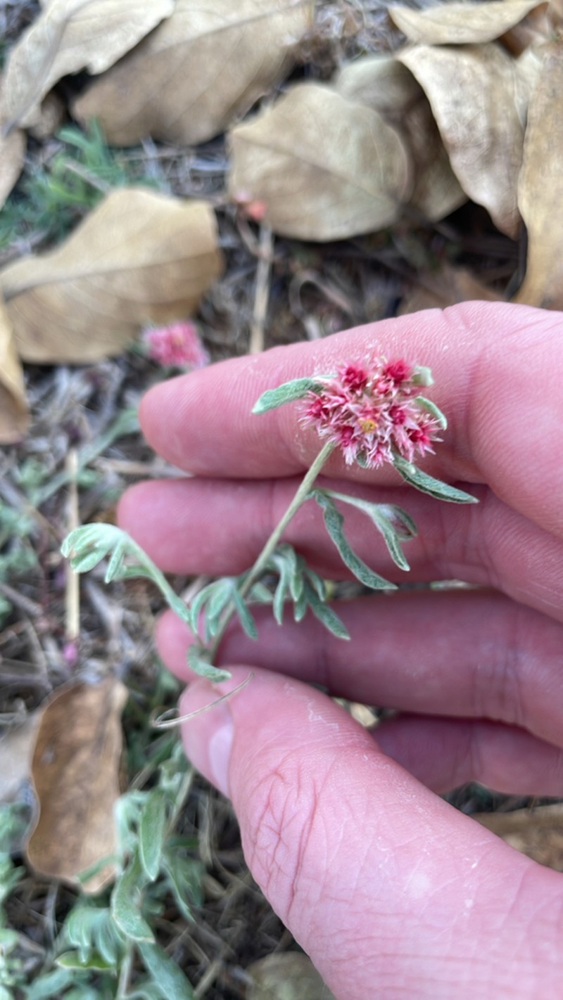 Helichrysum candolleanum photo 2