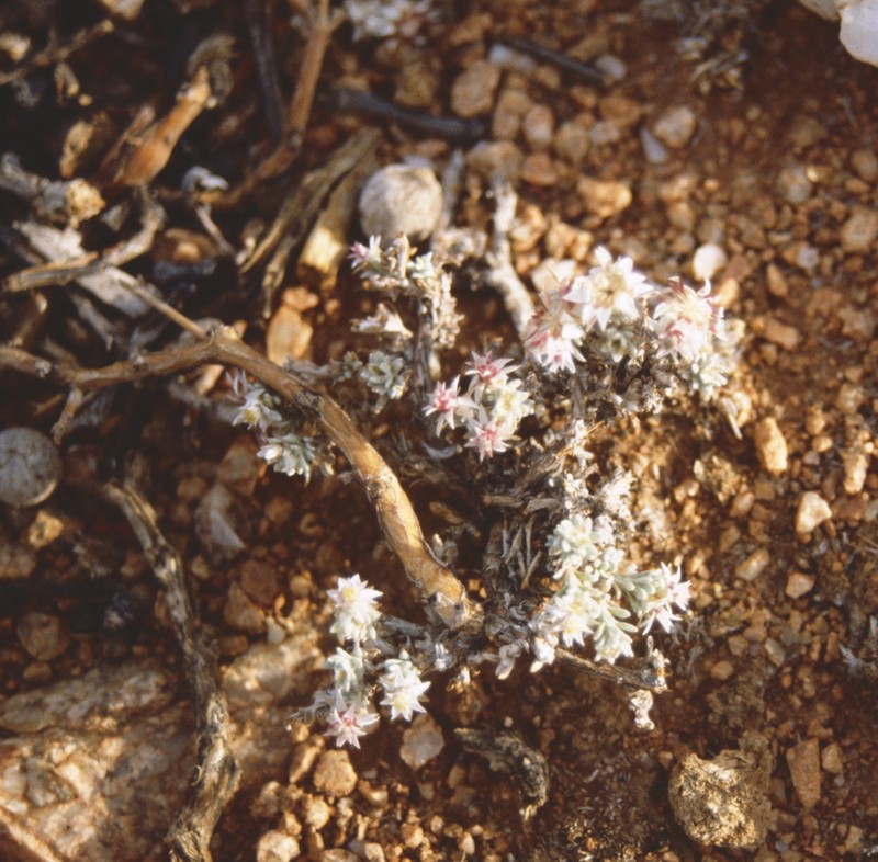 Helichrysum candolleanum photo 4