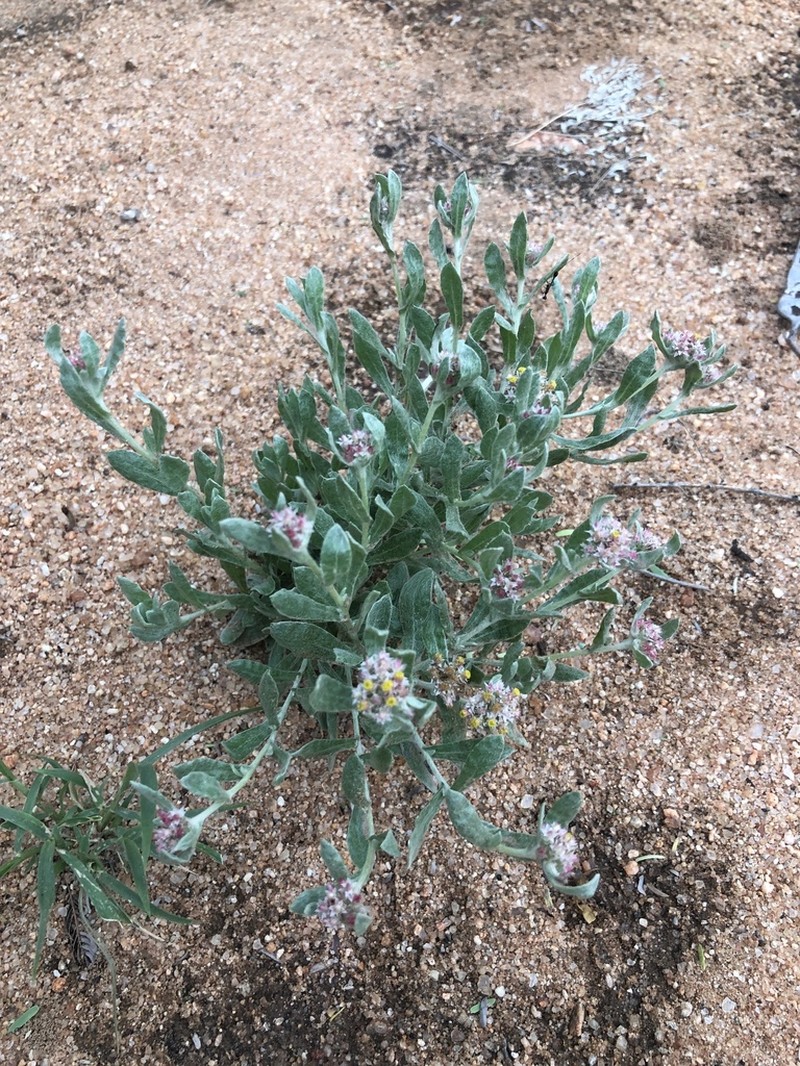 Helichrysum candolleanum photo 5