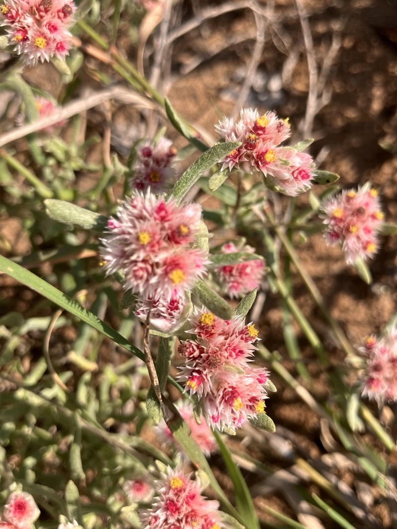 Helichrysum candolleanum photo 6