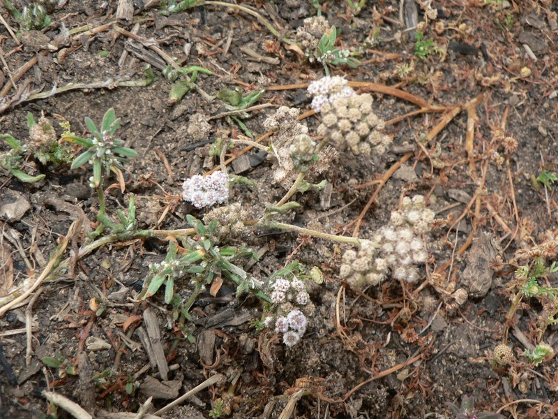 Helichrysum candolleanum photo 7
