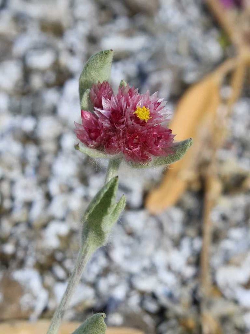 Helichrysum candolleanum photo 8