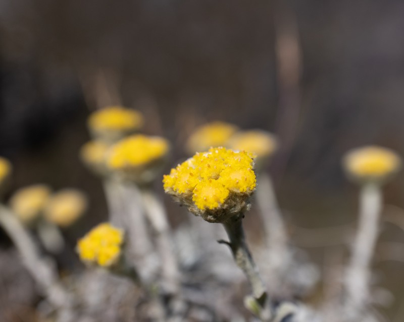 Helichrysum capense