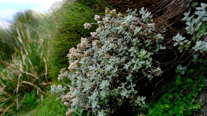 Helichrysum capense photo 2