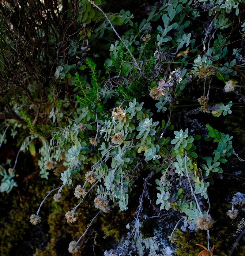 Helichrysum capense photo 3
