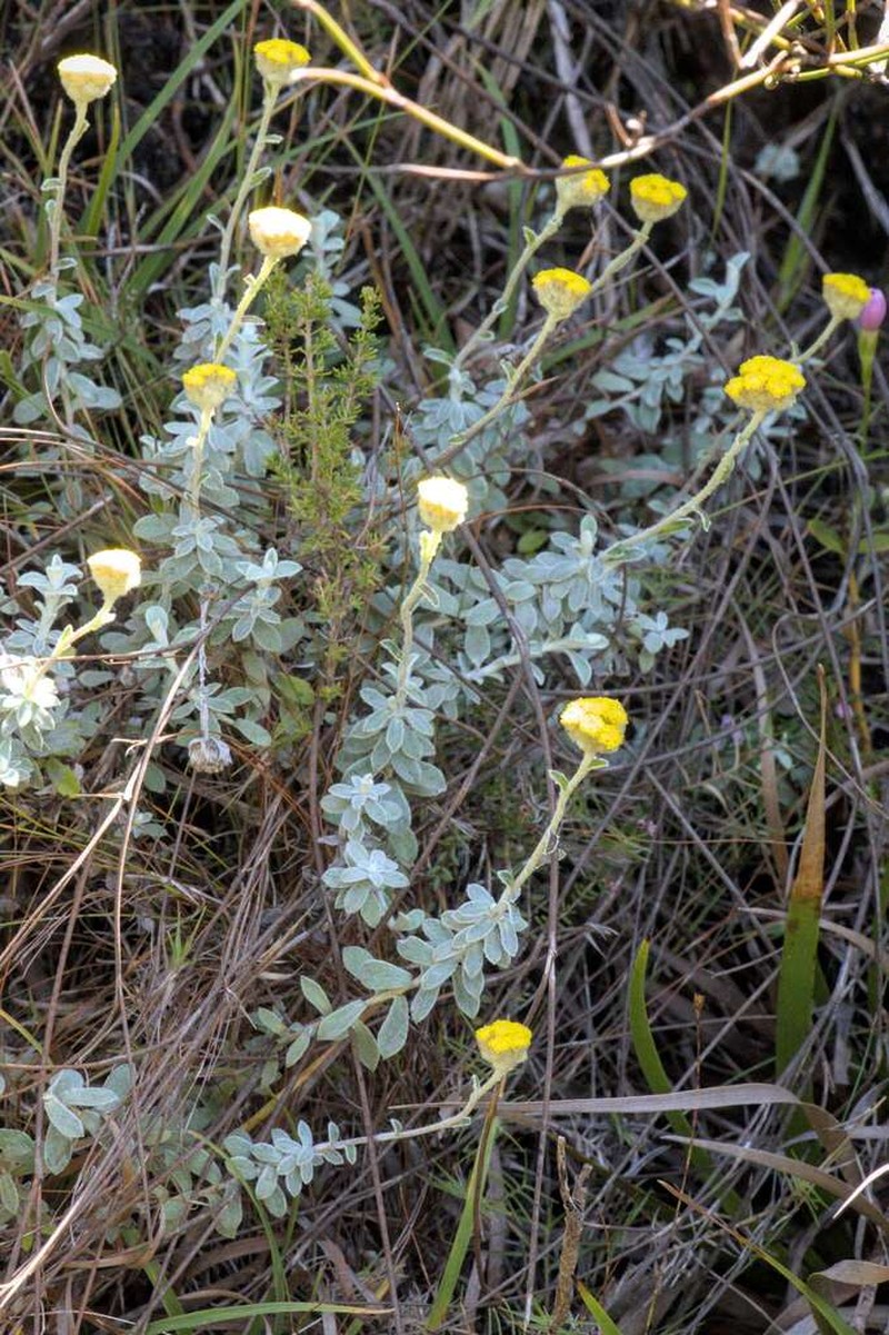 Helichrysum capense photo 4