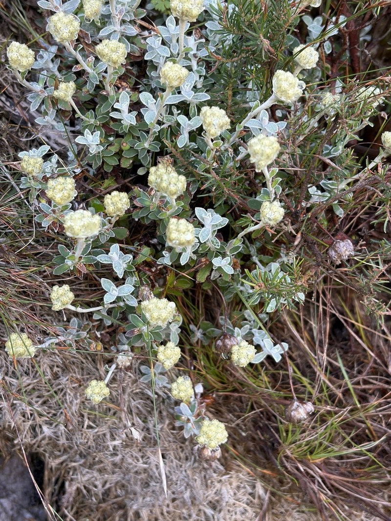 Helichrysum capense photo 5