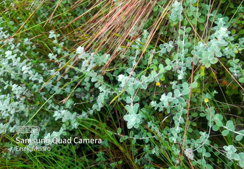 Helichrysum capense photo 6
