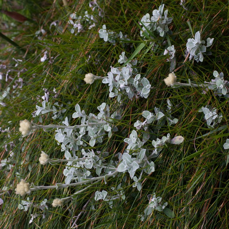Helichrysum capense photo 7