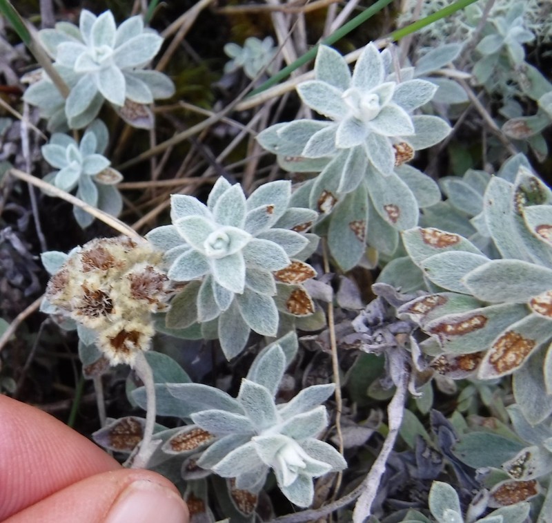 Helichrysum capense photo 8