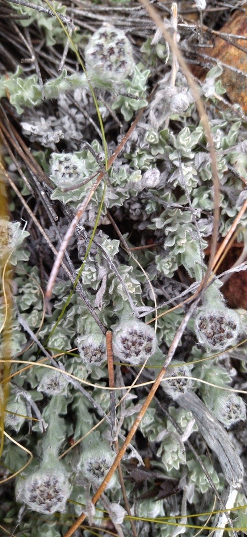 Helichrysum catipes