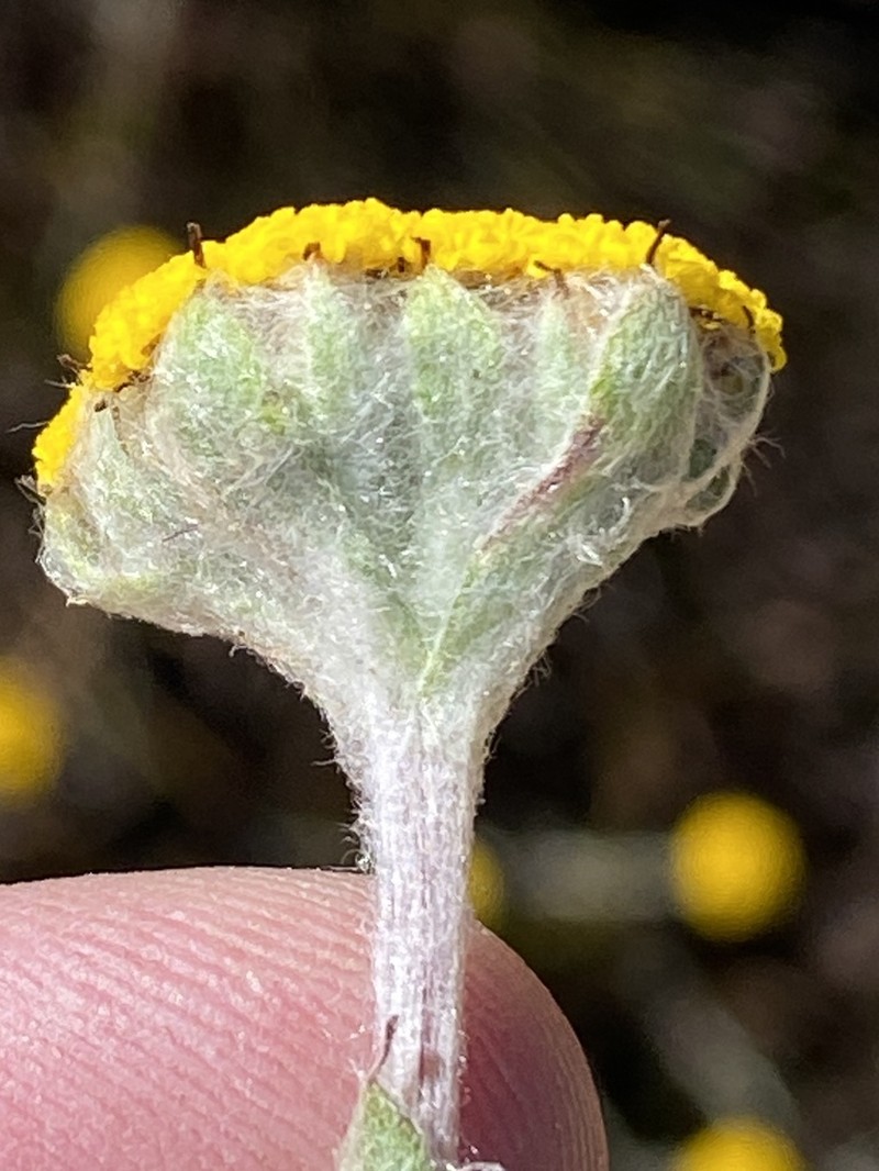 Helichrysum catipes photo 2
