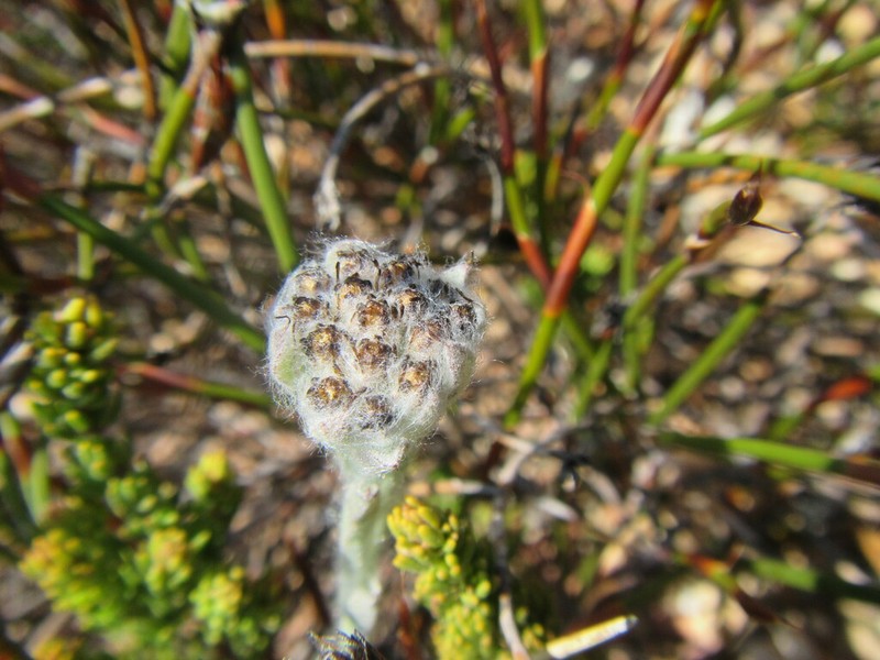 Helichrysum catipes photo 3
