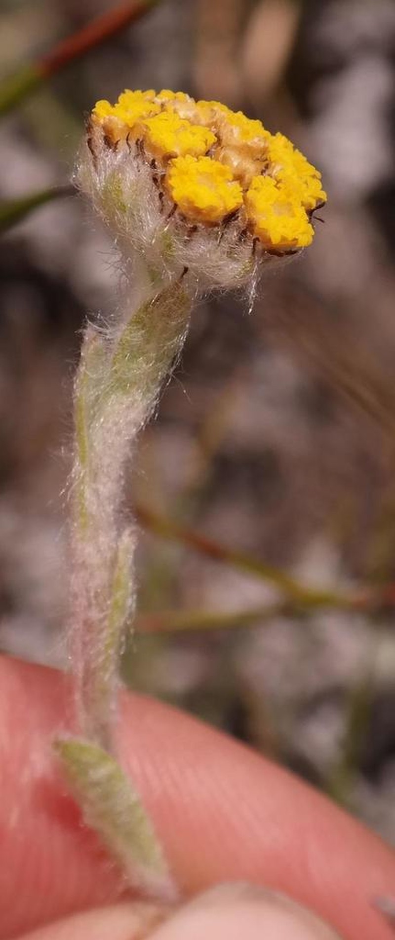 Helichrysum catipes photo 4