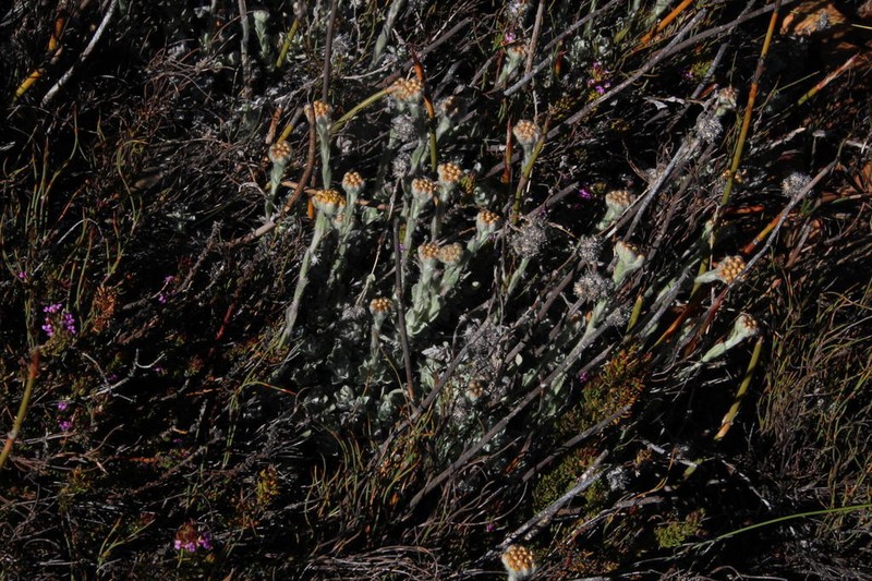 Helichrysum catipes photo 5