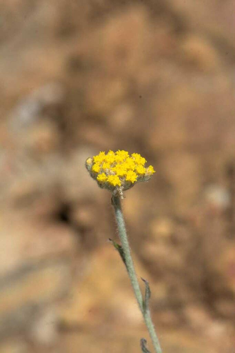 Helichrysum catipes photo 6