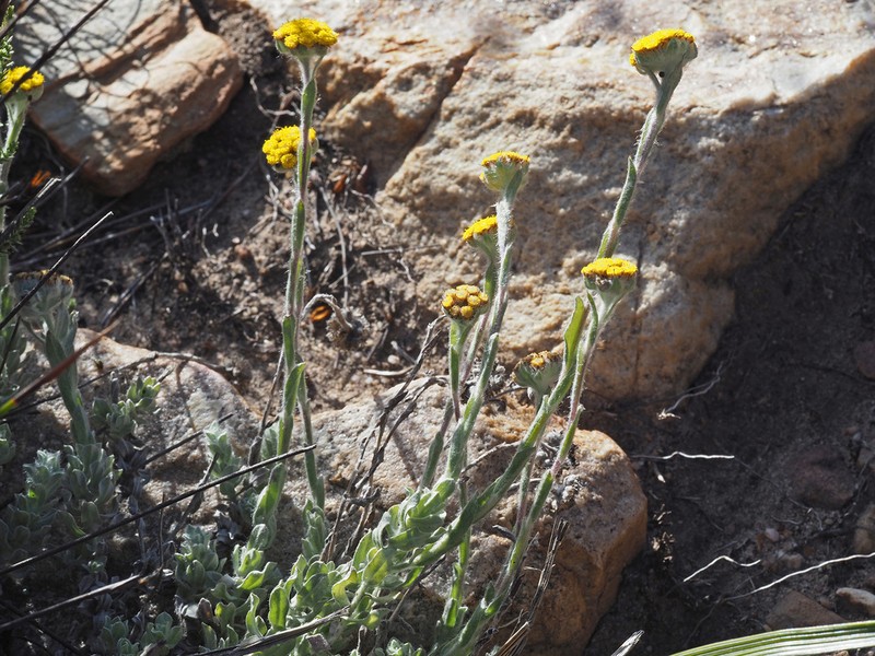 Helichrysum catipes photo 7